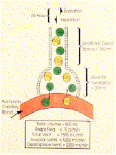 anatomical dead space