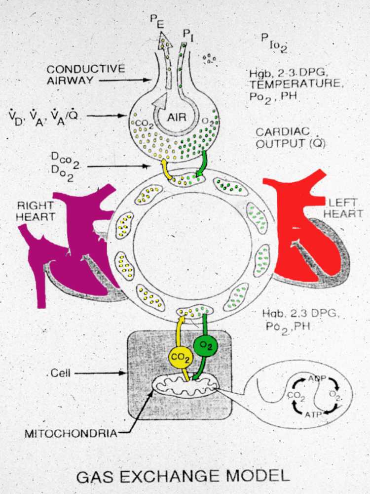 inhalation and exhalation diagram. inhalation and exhalation