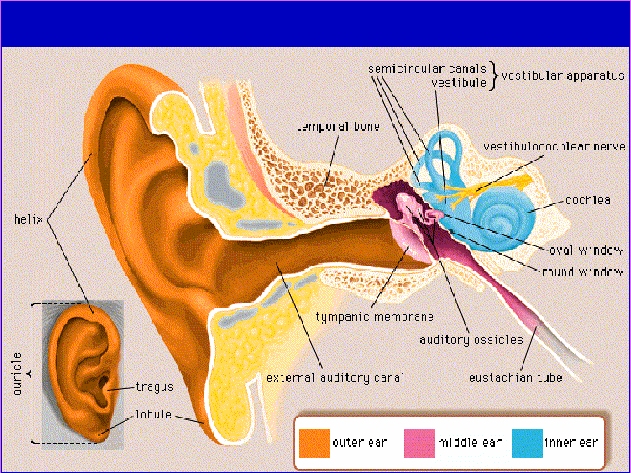 Slide Image